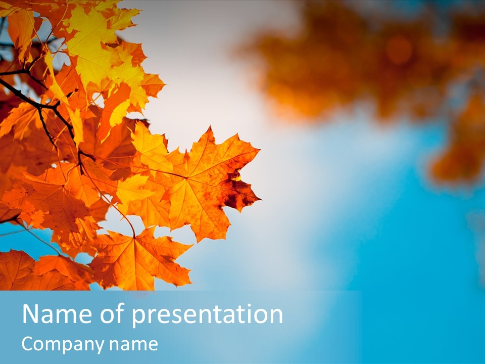 Foliage Maple Color PowerPoint Template