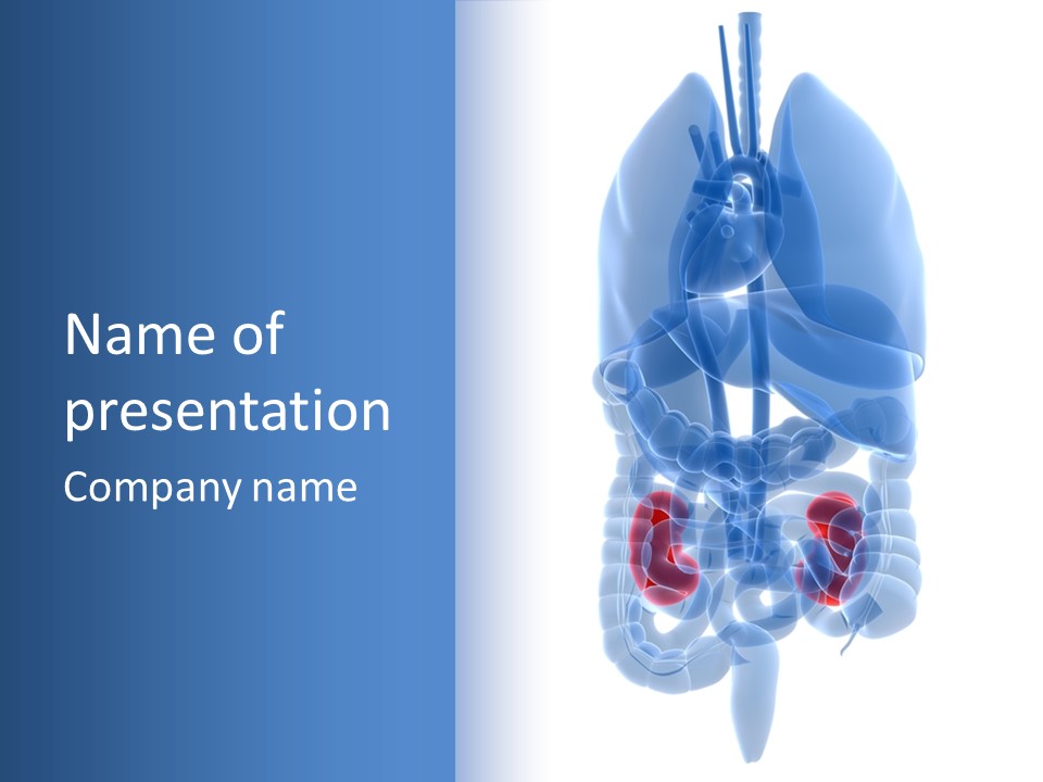 Vitals Belly Organ PowerPoint Template