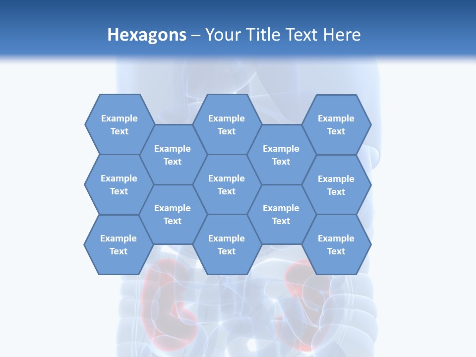 Vitals Belly Organ PowerPoint Template