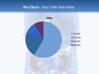 Vitals Belly Organ PowerPoint Template