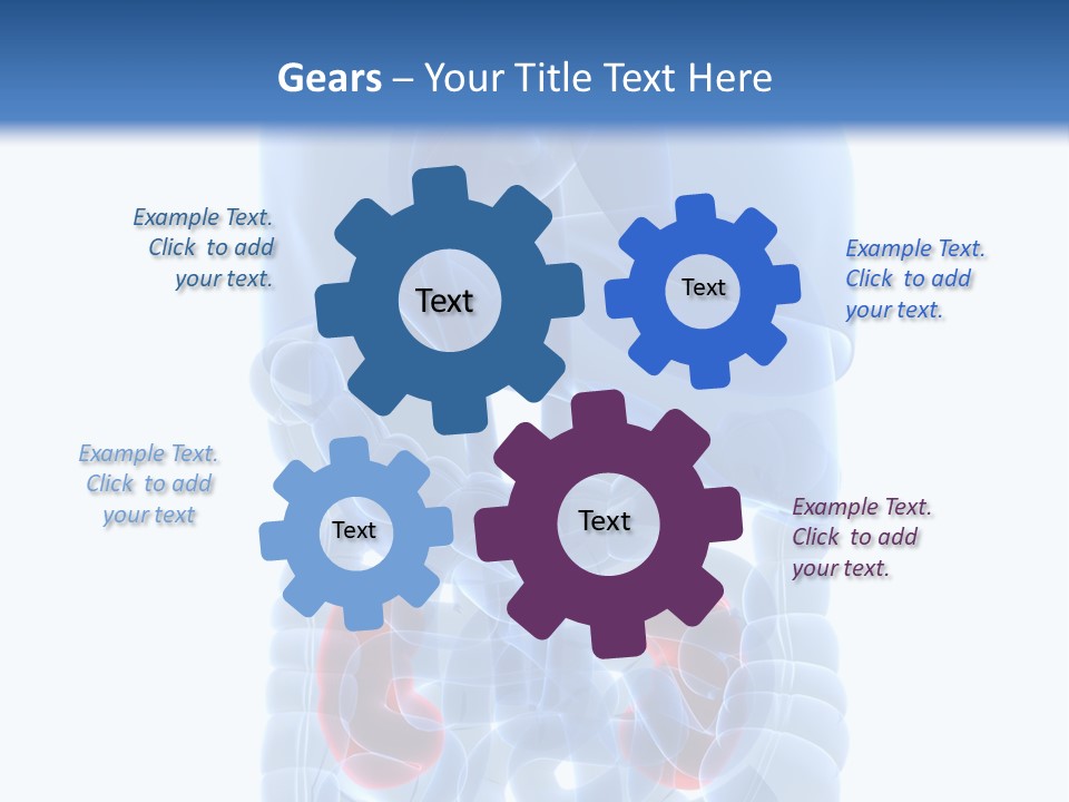 Vitals Belly Organ PowerPoint Template