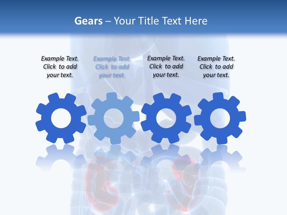 Vitals Belly Organ PowerPoint Template