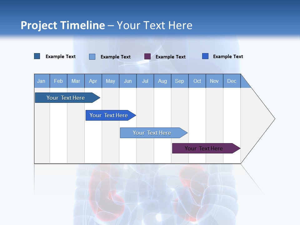 Vitals Belly Organ PowerPoint Template