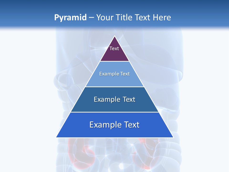 Vitals Belly Organ PowerPoint Template