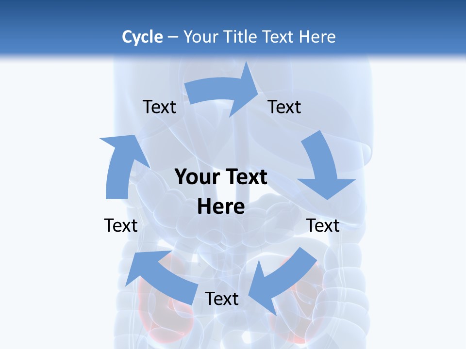 Vitals Belly Organ PowerPoint Template