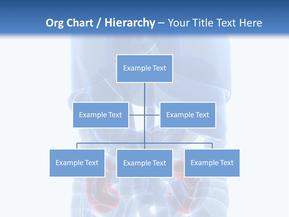 Vitals Belly Organ PowerPoint Template
