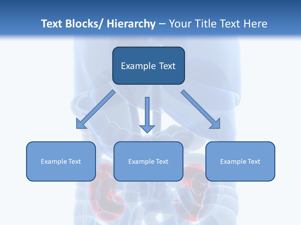 Vitals Belly Organ PowerPoint Template