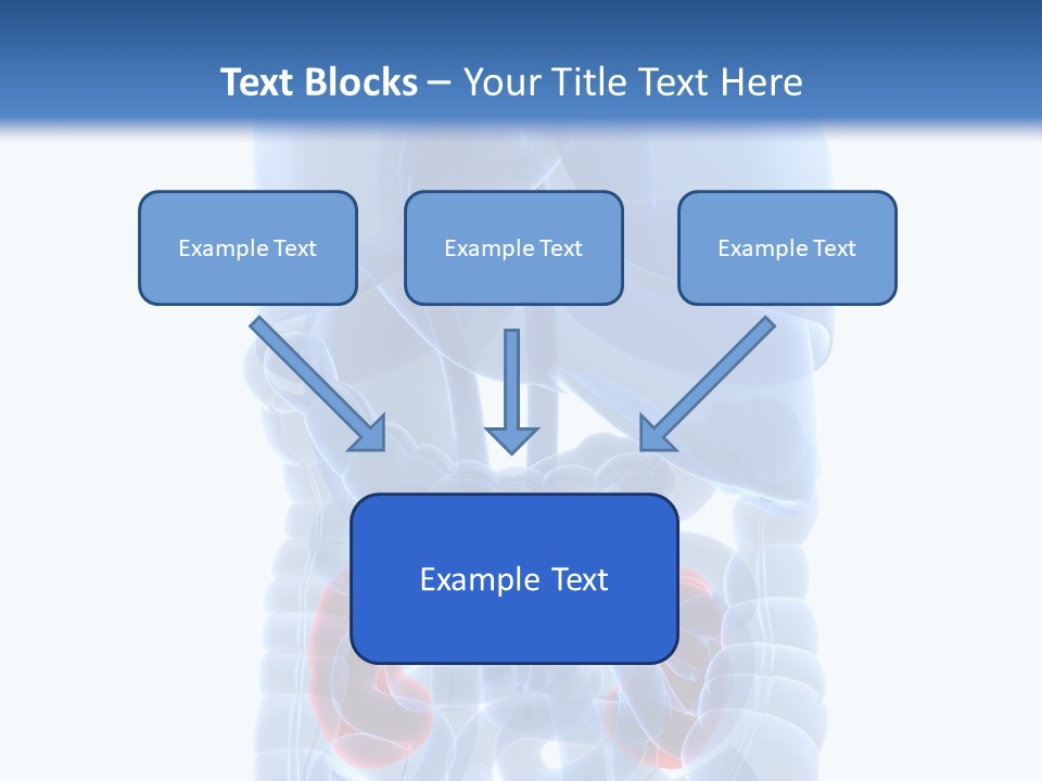 Vitals Belly Organ PowerPoint Template