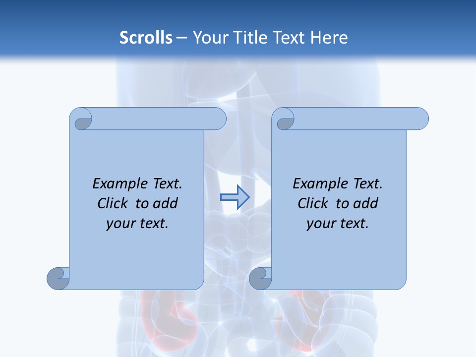 Vitals Belly Organ PowerPoint Template