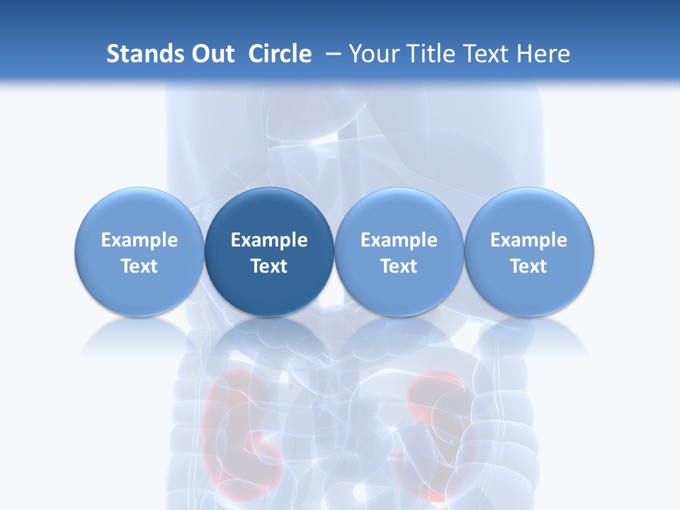 Vitals Belly Organ PowerPoint Template