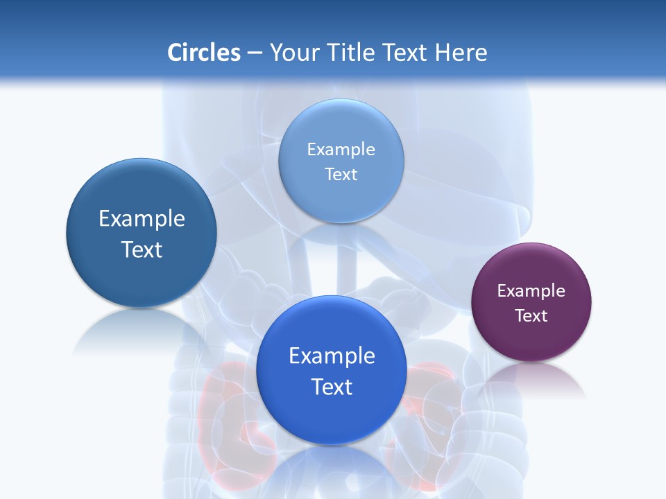 Vitals Belly Organ PowerPoint Template