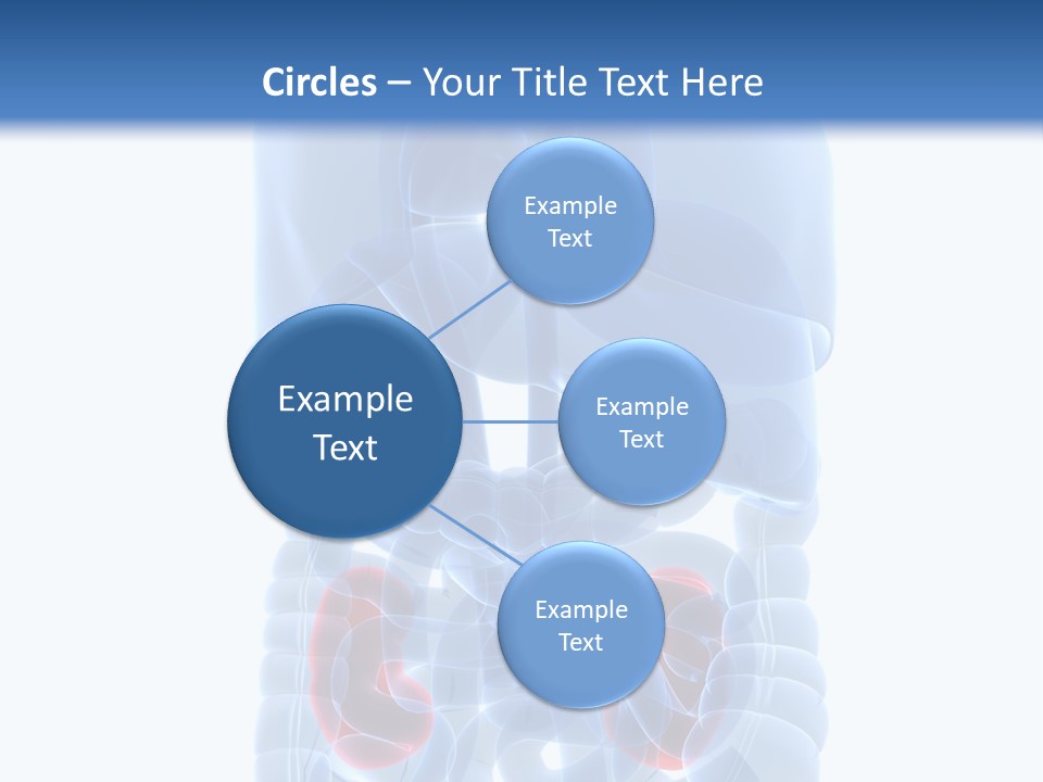 Vitals Belly Organ PowerPoint Template