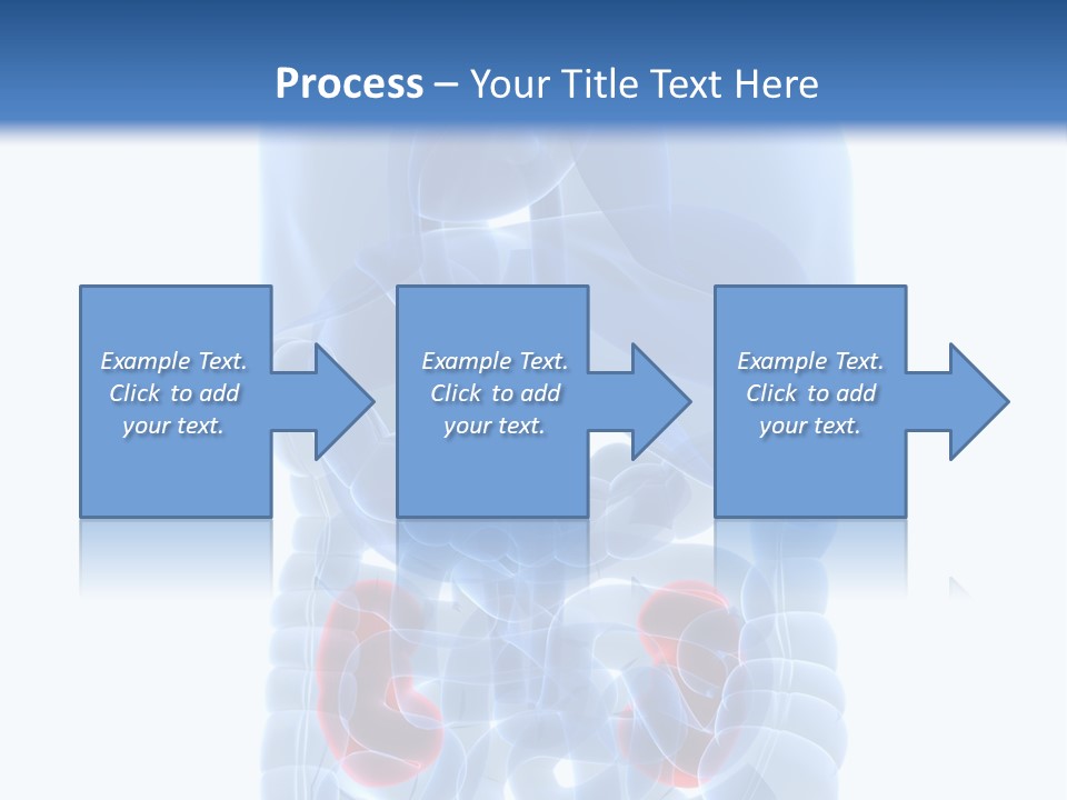 Vitals Belly Organ PowerPoint Template