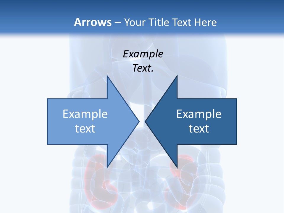 Vitals Belly Organ PowerPoint Template