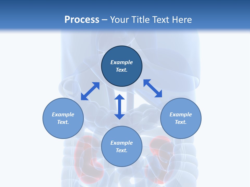 Vitals Belly Organ PowerPoint Template