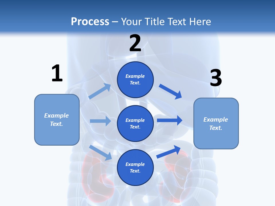 Vitals Belly Organ PowerPoint Template