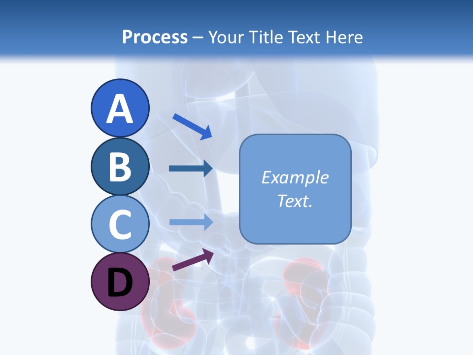 Vitals Belly Organ PowerPoint Template