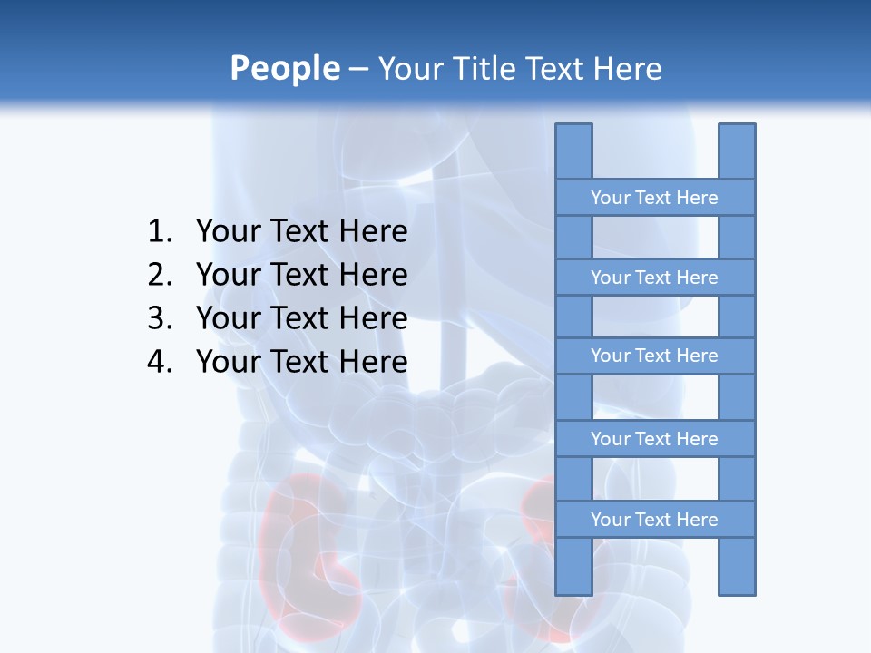 Vitals Belly Organ PowerPoint Template