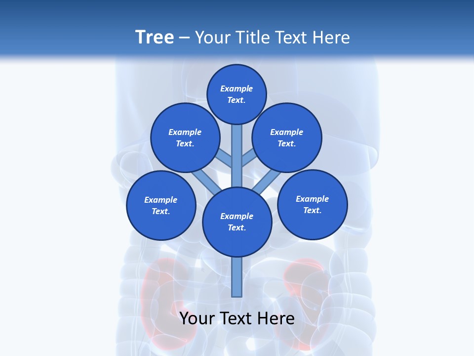 Vitals Belly Organ PowerPoint Template