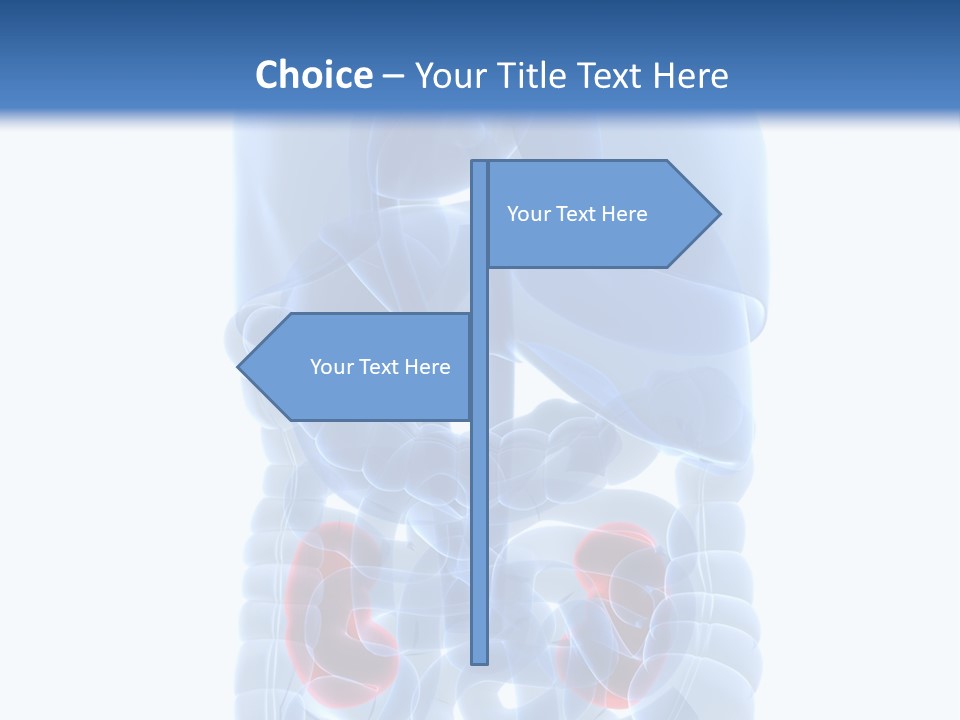 Vitals Belly Organ PowerPoint Template