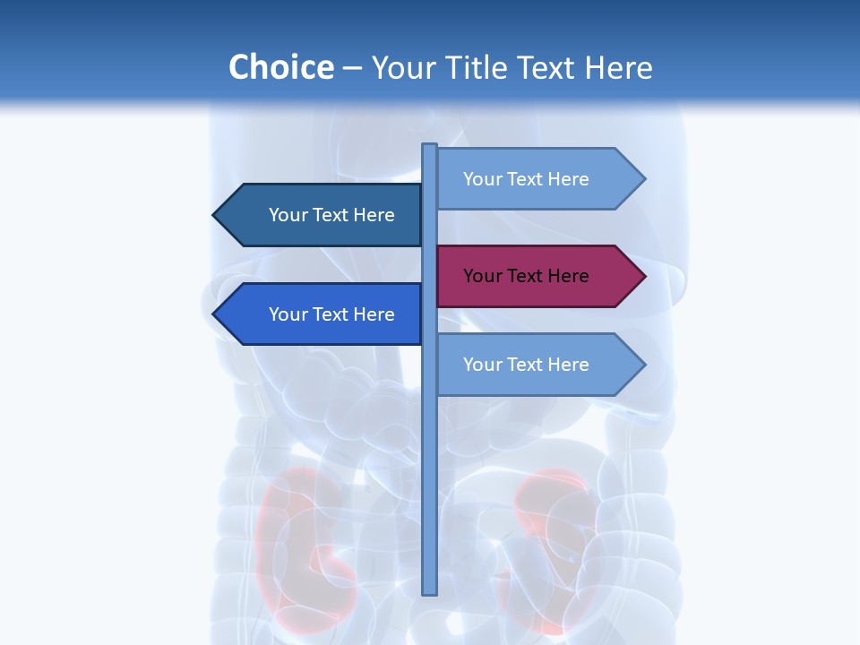 Vitals Belly Organ PowerPoint Template