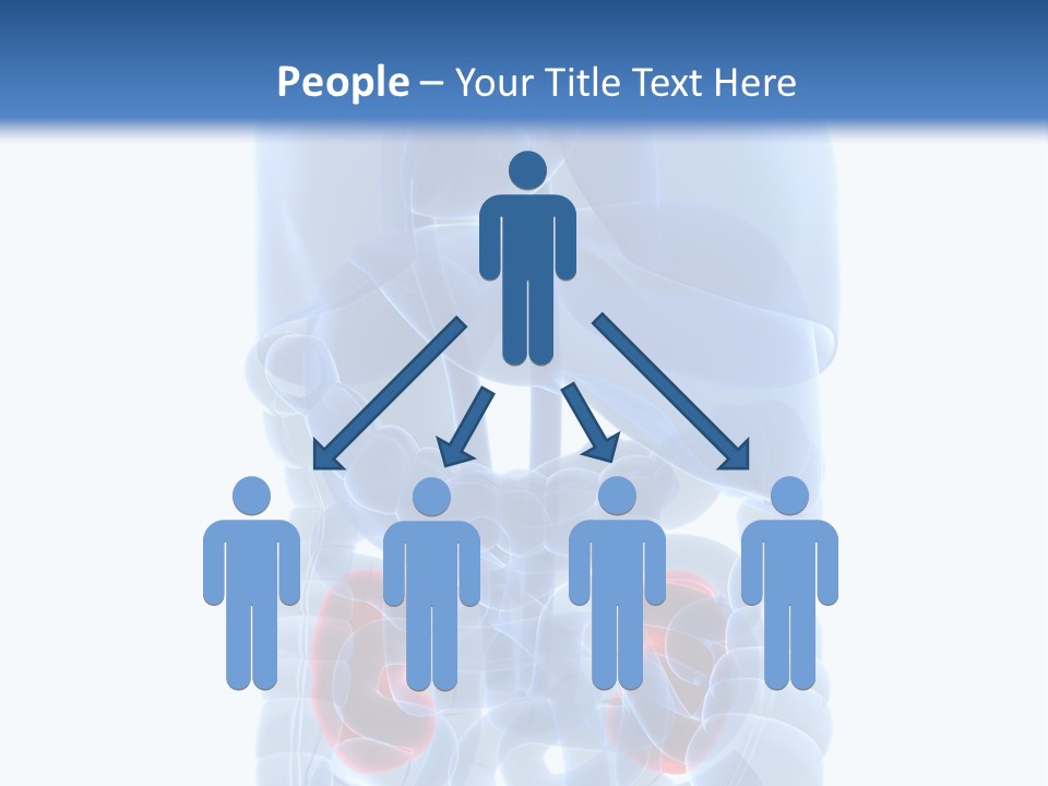 Vitals Belly Organ PowerPoint Template