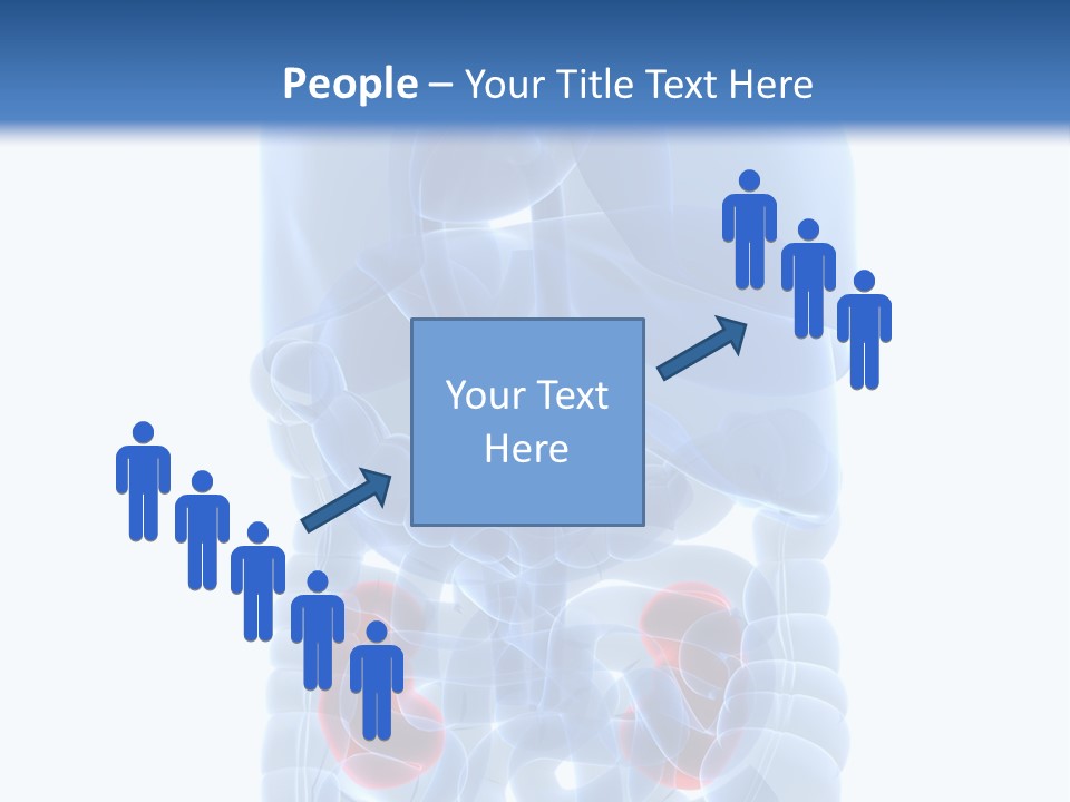 Vitals Belly Organ PowerPoint Template