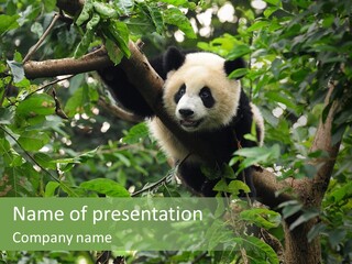 Cute Tree Rare PowerPoint Template