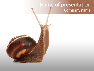 Cute Looking Snail PowerPoint Template