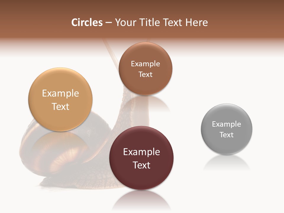 Cute Looking Snail PowerPoint Template