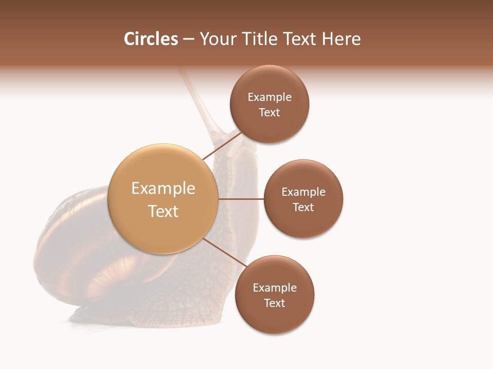 Cute Looking Snail PowerPoint Template