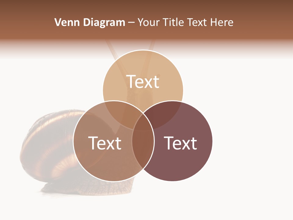 Cute Looking Snail PowerPoint Template