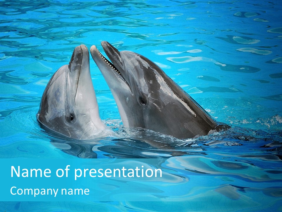 Happy Dolphin Flipper PowerPoint Template