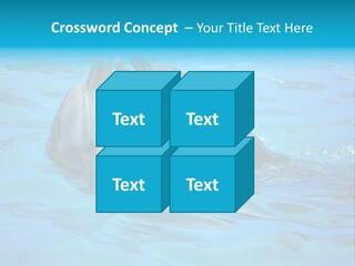 Happy Dolphin Flipper PowerPoint Template