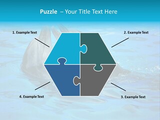 Happy Dolphin Flipper PowerPoint Template