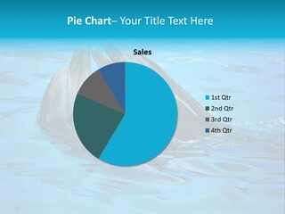 Happy Dolphin Flipper PowerPoint Template