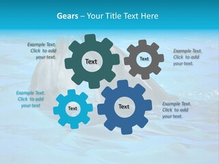 Happy Dolphin Flipper PowerPoint Template