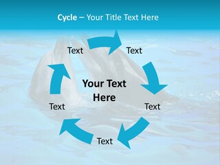 Happy Dolphin Flipper PowerPoint Template