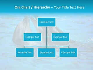 Happy Dolphin Flipper PowerPoint Template