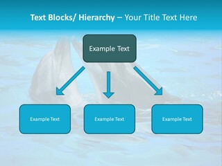 Happy Dolphin Flipper PowerPoint Template