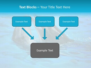 Happy Dolphin Flipper PowerPoint Template