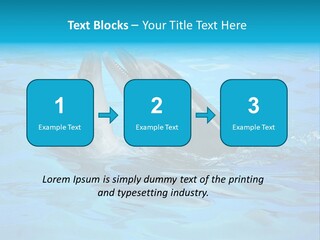 Happy Dolphin Flipper PowerPoint Template