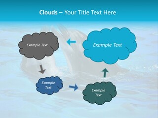 Happy Dolphin Flipper PowerPoint Template