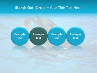 Happy Dolphin Flipper PowerPoint Template