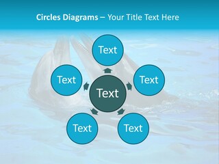 Happy Dolphin Flipper PowerPoint Template