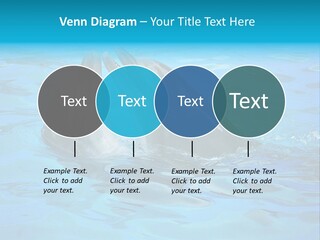 Happy Dolphin Flipper PowerPoint Template