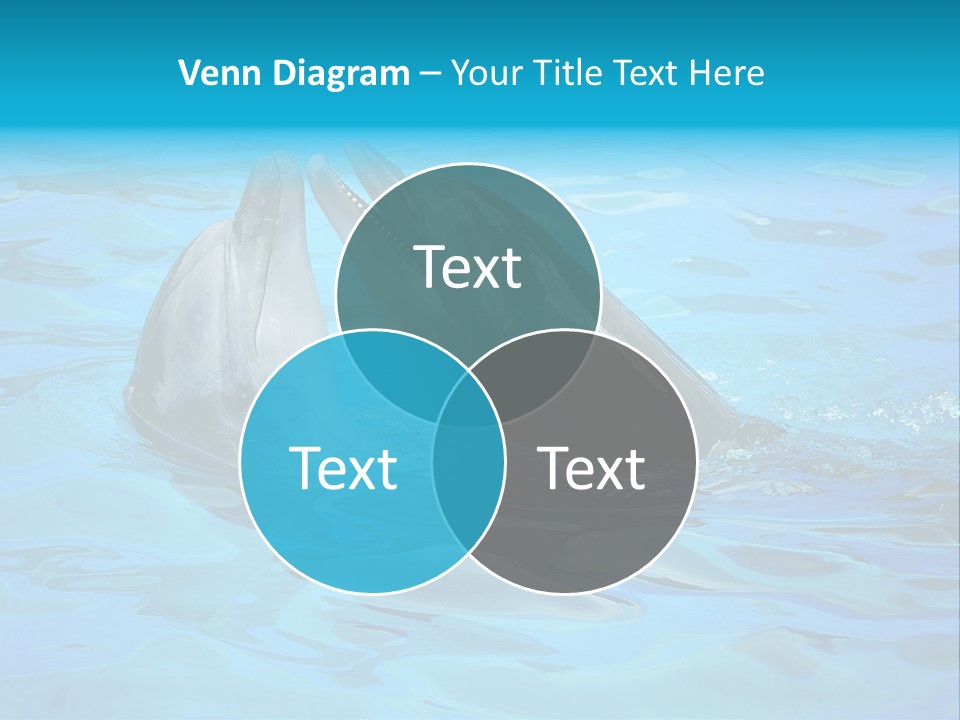 Happy Dolphin Flipper PowerPoint Template