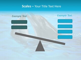 Happy Dolphin Flipper PowerPoint Template