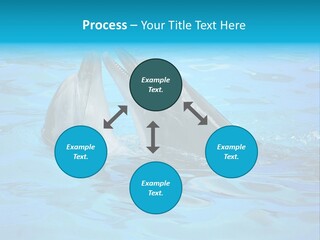Happy Dolphin Flipper PowerPoint Template