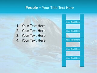 Happy Dolphin Flipper PowerPoint Template